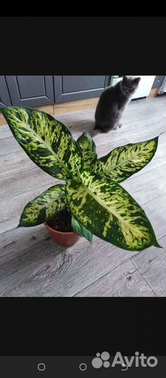 Диффенбахии Удом Саб, Сублим