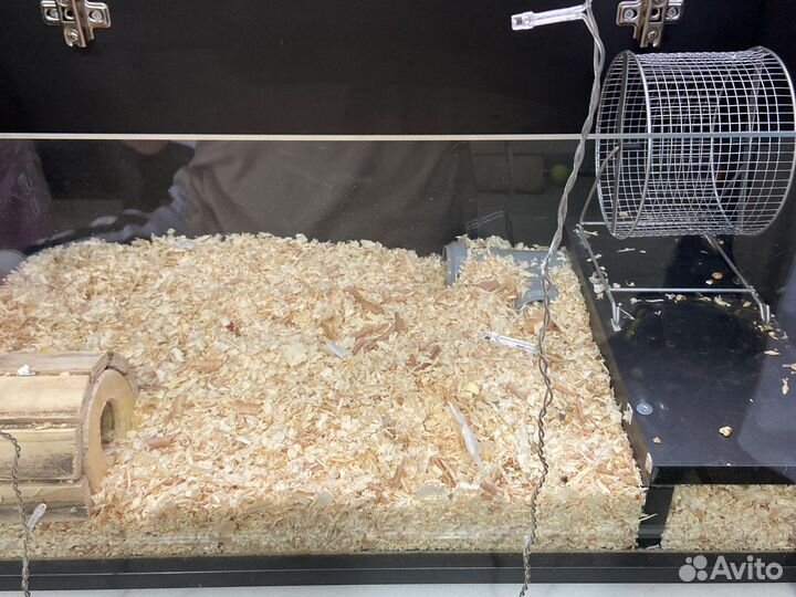 Клетка дюна