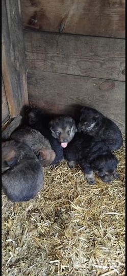 Продам щенят