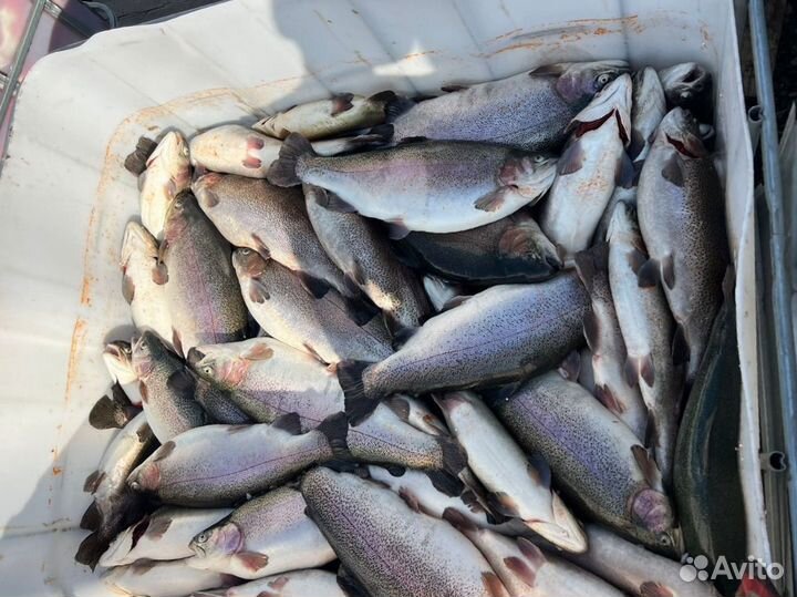 Свежая икрянная форель г. Ставрополь