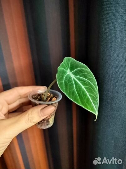 Алоказия black velvet