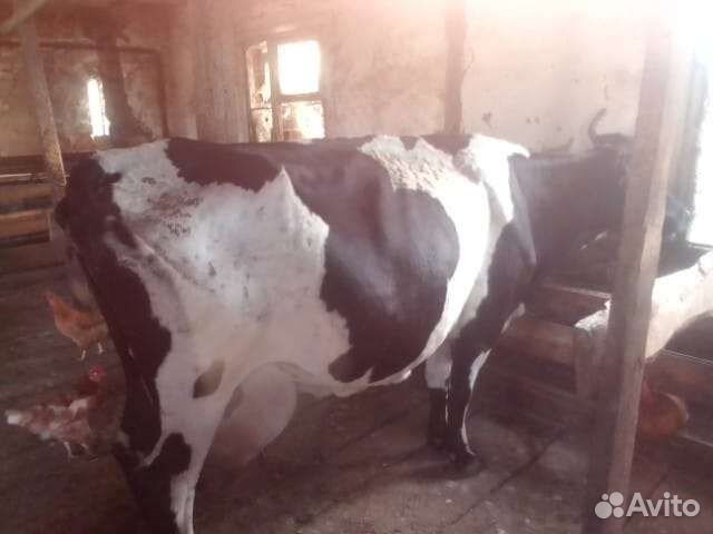 Продам корову