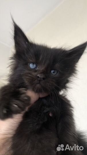 Мальчик и девочки мейн-кун