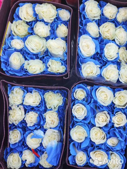 Роза Эквадор букет цветы