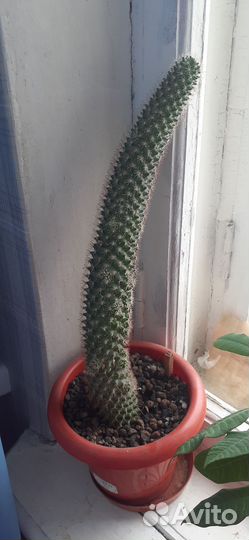 Домашние цветы