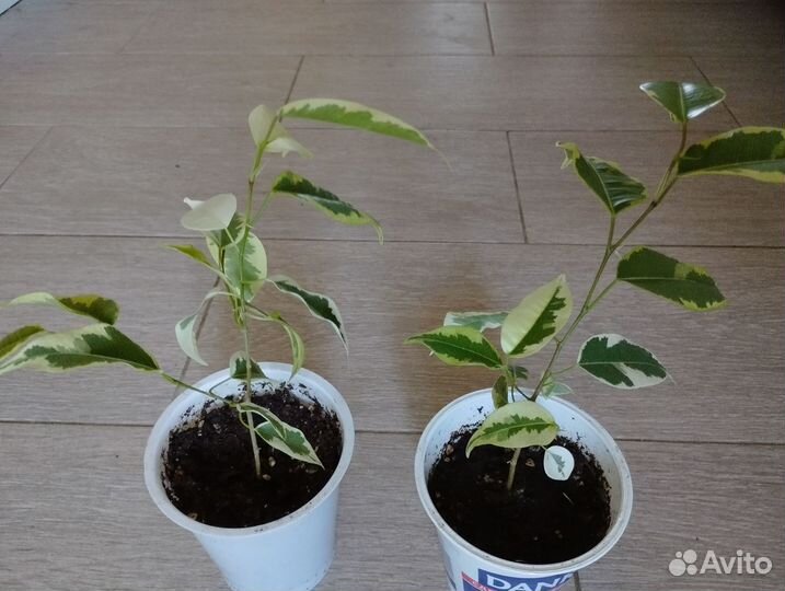 Комнатные цветы, фикус бенджамина