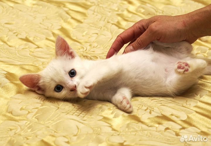 Котята в добрые руки даром