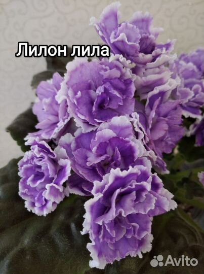 Детки сортовых фиалок