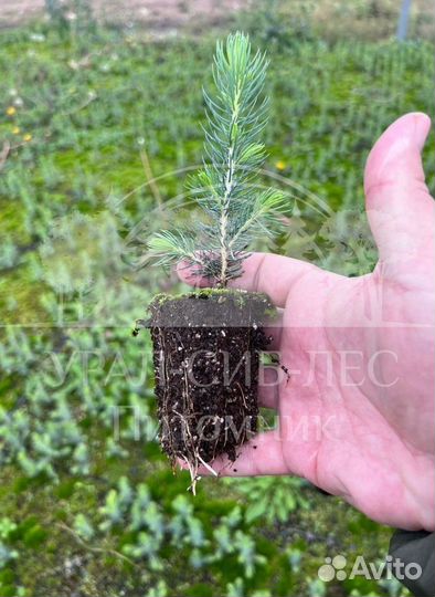 Голубая Ель сеянцы в кассетах саженцы зкс