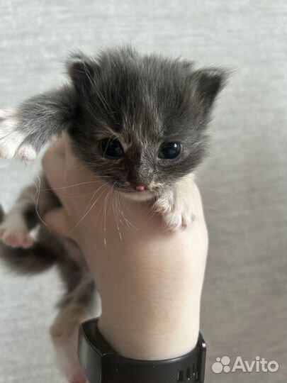 Котята бесплатно