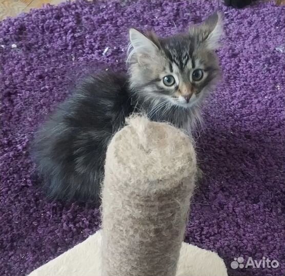 Котенок пушистый таби