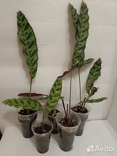 Калатея 2 сорта