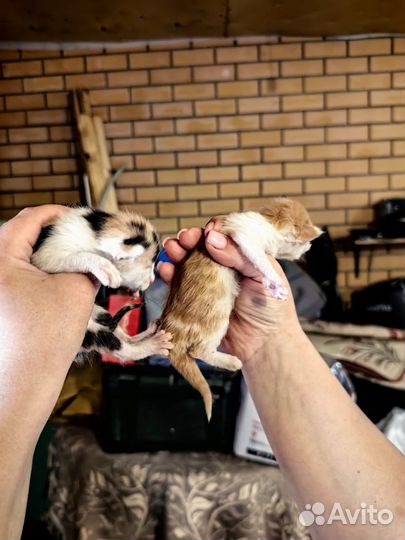 Котята в добрые руки бесплатно
