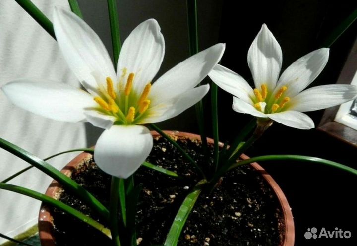 Зефирантусы