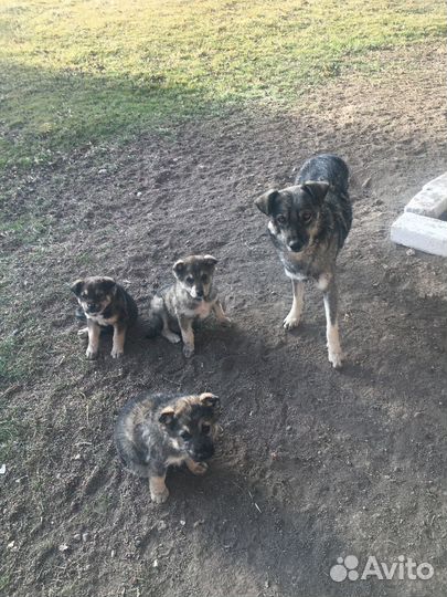 Пристраиваются щенки