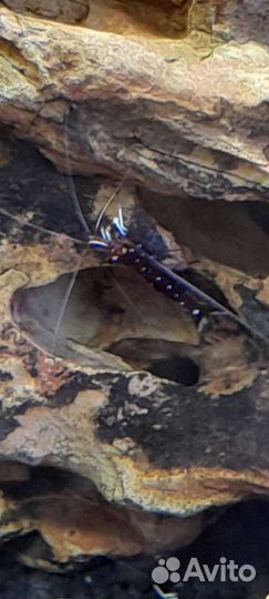 Креветки прл и тайвани