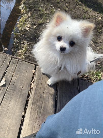 Вязка Померанский шпиц вязка кобель