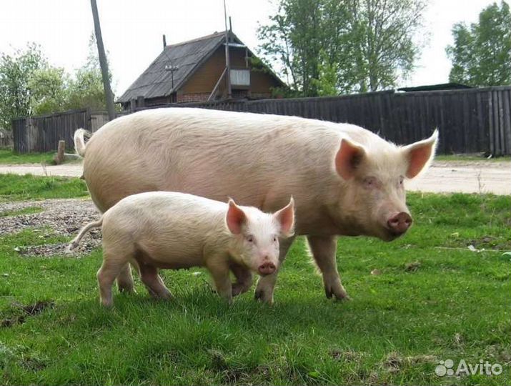 Мясо свинина домашняя