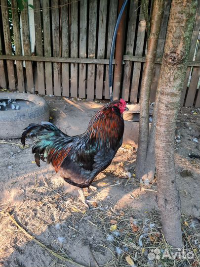 Петухи амеракуана и ухейелюй