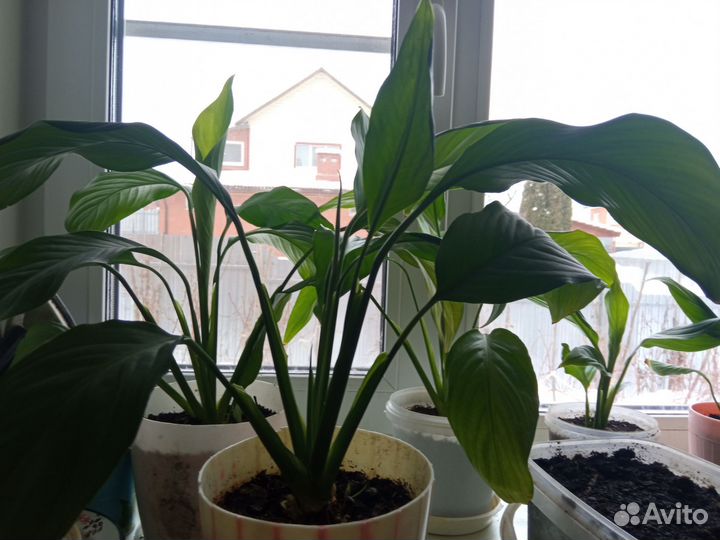 Спатифиллум- женское счастье