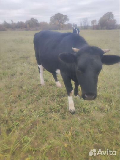 Продам корову
