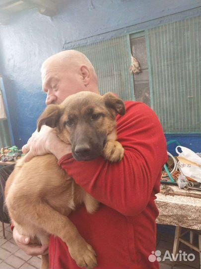 Собака в добрые руки