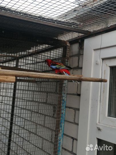 Попугай розелла