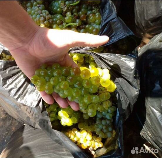 Виноград технический для вина