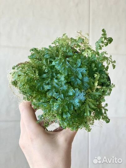 Растения для террариума / флорариума