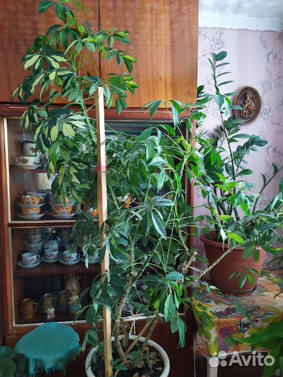 Комнатные цветы