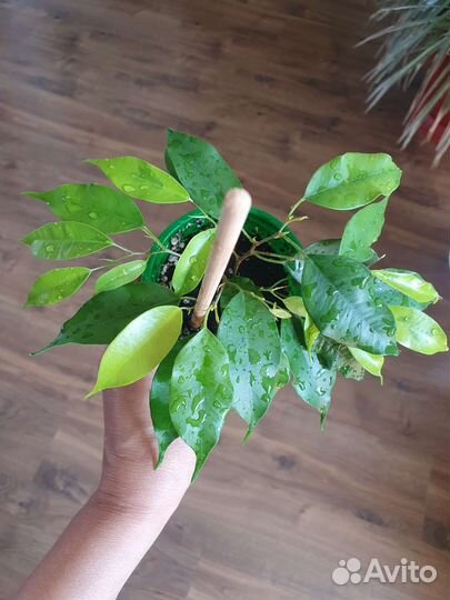 Комнатные растения