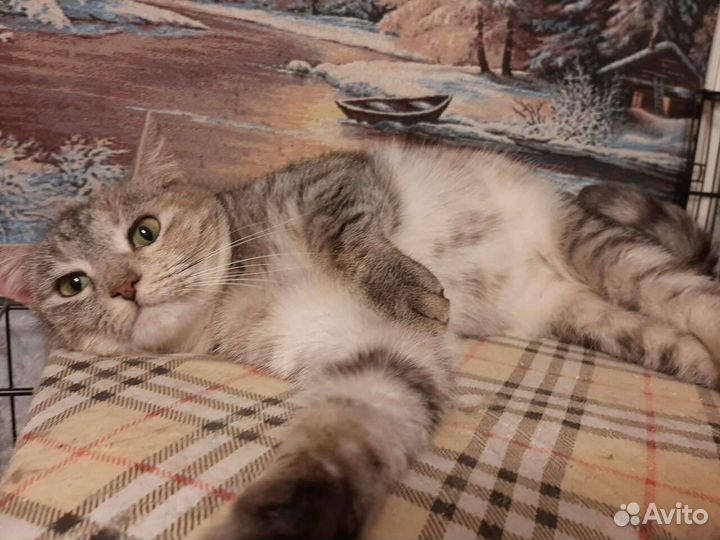 Шейла вас ждёт