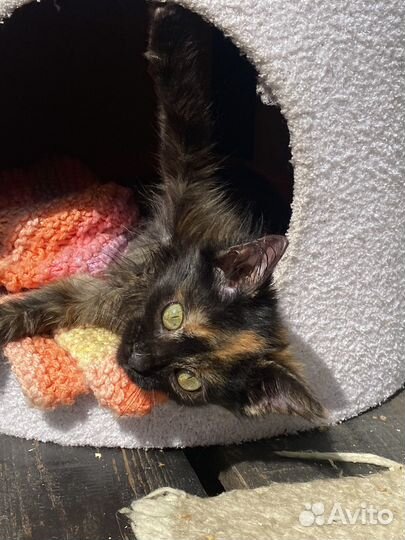 Котята из Соледара