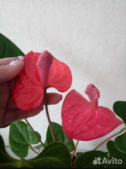 Антуриум Ред Коралл