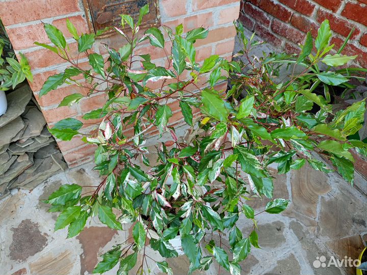 Гибискус карнавал