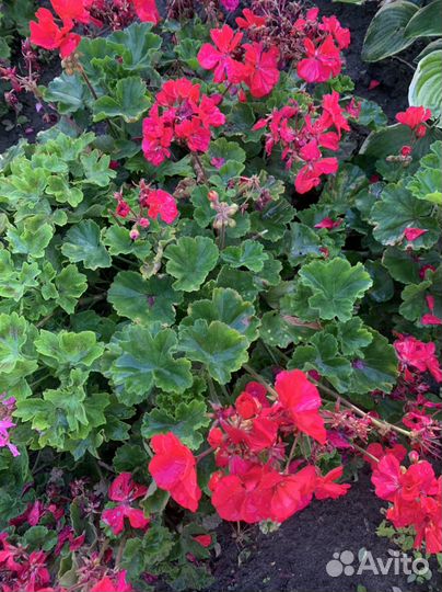 Домашние цветы