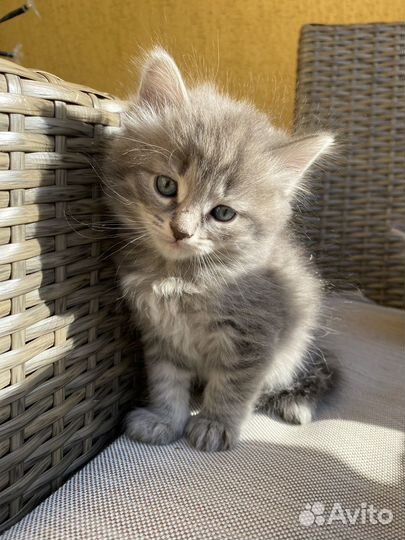 Котята