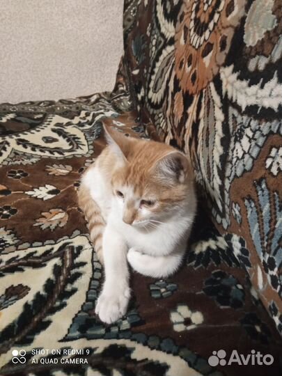 Отдам в дар котят