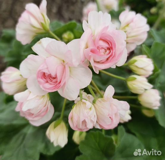 Пеларгонии сортовые коллекционные