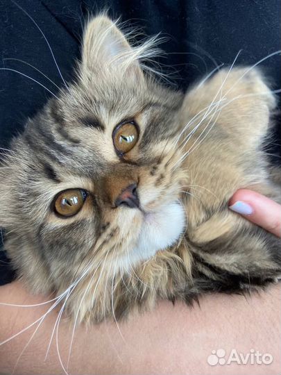Шотландский кот вязка