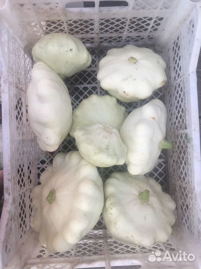 Продам патиссоны, свешие, с тонкой шкуркой