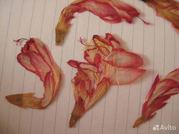 Засушенные цветы для творчества, эпоксидной смолы