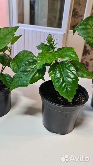 Гибискус махровый красный