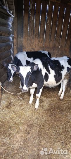 Продам сх животных