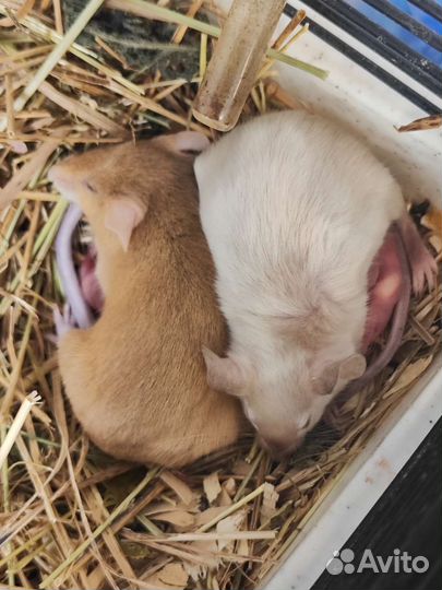 Мыши на корм