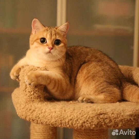 Британская