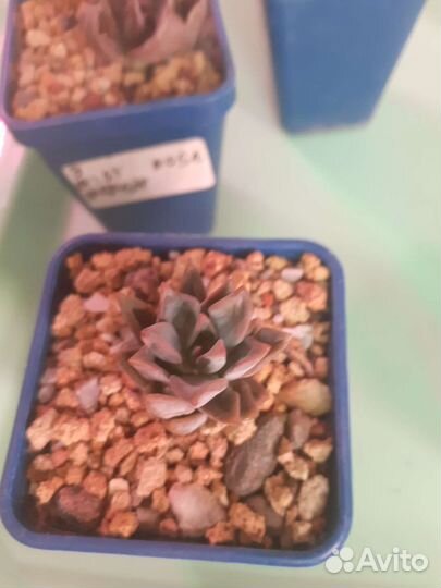 Суккуленты