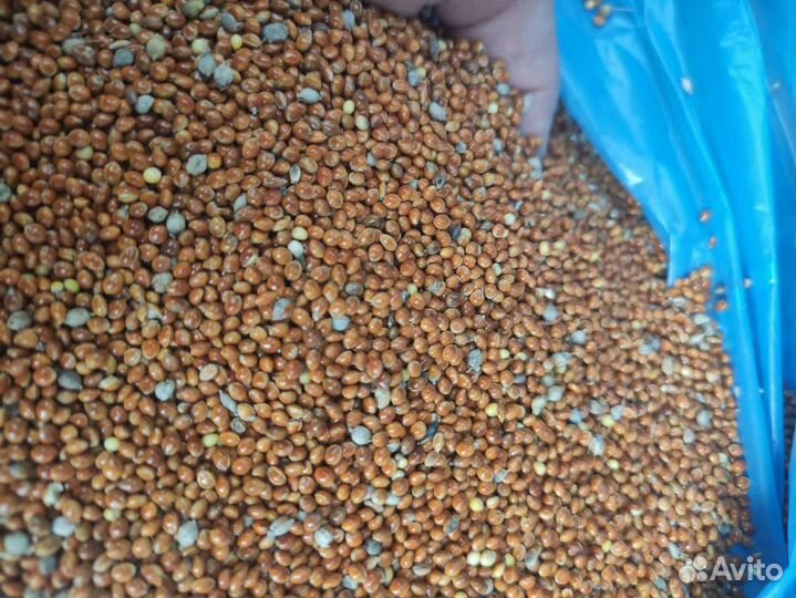 Просо красное