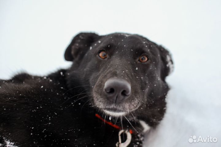 Собака-компаньон