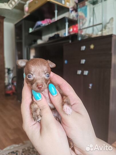 Щенки тойтерьера